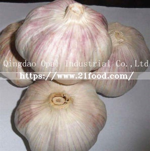 Mixed Size of Export Standard Fresh Normal White Garlic Vegetable