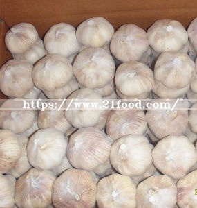 Mixed Size of Export Standard Fresh Normal White Garlic Vegetable