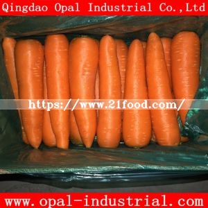 Top Quality of China Fujian Red Fresh Carrot