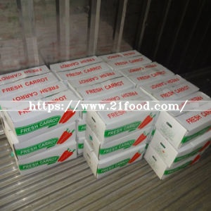Top Quality of China Fujian Red Fresh Carrot