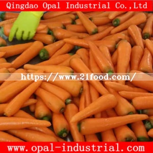 Export Standard Chinese New Crop Red Fresh Carrot