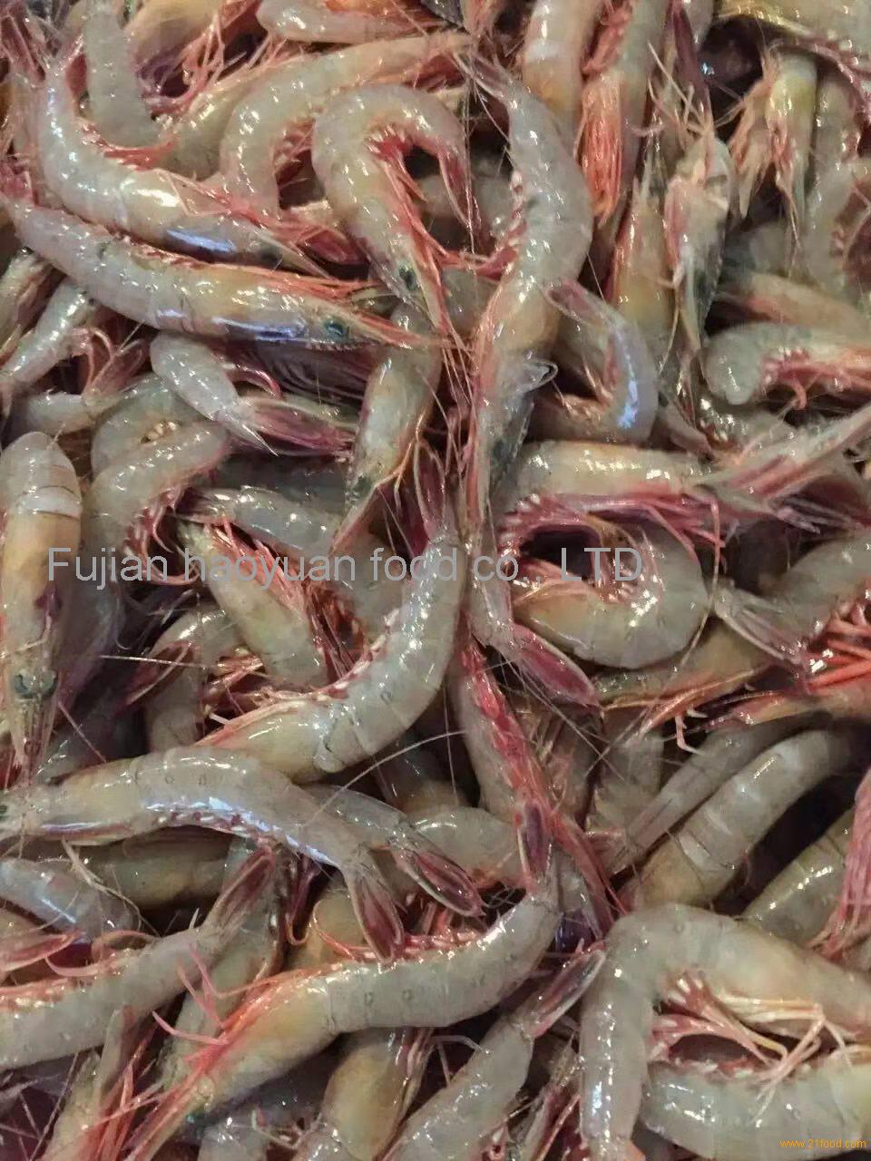 AD shrimp