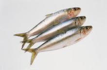 aquatic foods