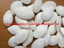 12mm  Roasted  and salted pumpkin  seeds 