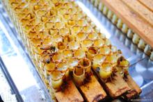 Good quality fresh royal jelly