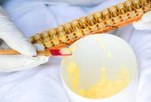 Natural royal jelly