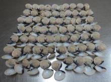 Frozen Cooked White  Clam   Whole  Shell