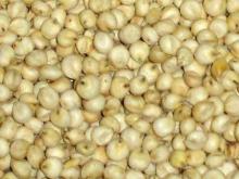 INDIAN WHITE SORGHUM WHOLE