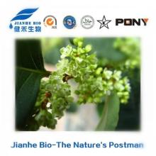 Giant Knotweed Root Extract Resveratrol