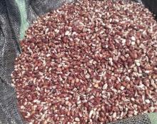  Red   skin   Peanut  kernel
