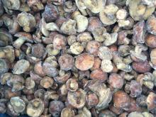 shiitake mushroom