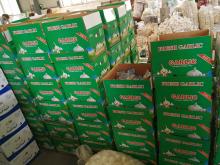 Chinese Natural 5cm Red Garlic Loose Packing In 5kg Carton Box