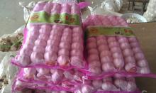 Best Quality 5.5cm Purple Garlic Packed In Mesh Bag