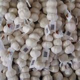 2017 Crop Pure White 5.5cm Fresh Garlic From Jinxiang Small Packing