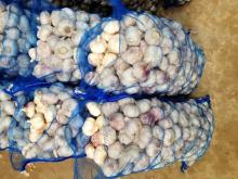 Loose Packing 5.5-6cm Fresh Red  Garlic  Produced In Jinxiang Shandong China