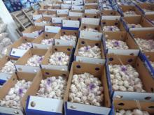 New Crop 4.5cm Normal White Fresh Garlic In 10 kg Box Packing