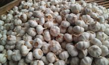 New Crop Chinese 5.5cm Pure White Fresh Garlic Small Packing In Mesh Bag