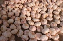 New Crop Chinese 4.5cm Pure White Fresh Garlic Loose Carton Packing