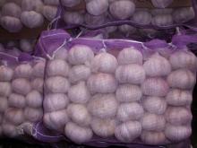 Chinese Fresh Normal White Garlic Packed In Mesh Bag