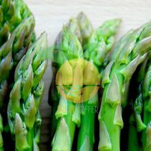 Hot Deal for  IQF   Asparagu s