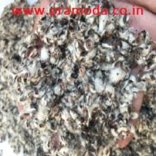 Cotton Seed  Hull 