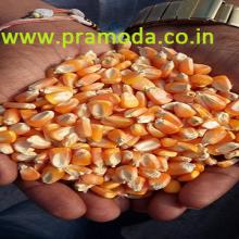 Yellow Maize