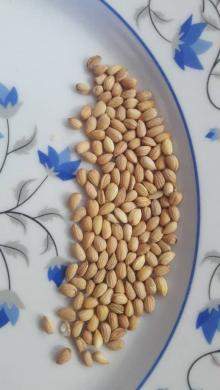 Wholesale: Kernels peach,  apricot , cherry, Mahaleb