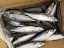 sea frozen pacific mackerel wr 10kg 24-26pcs