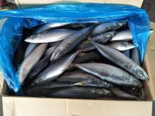 sea frozen pacific mackerel wr #3(30-40pcs per 15kg carton)