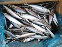 sea frozen pacific mackerel wr size #6