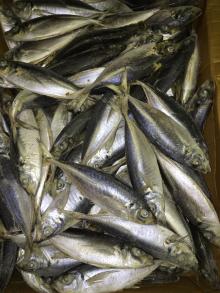 sea frozen horse  mackerel  wr  6 - 8pcs  per  kg =20cm+