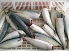 frozen pacific mackerel HG(head off & gutted)