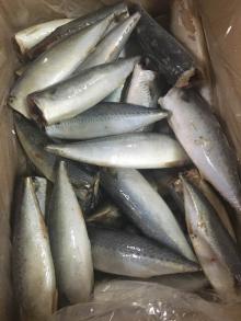 IQF mackerel hgt