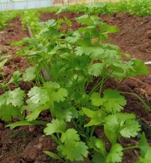 Chives, Coriander, Dill, Mint, Oregano, Basil Herb, Parsley, Lemon grass, Thyme, Chervil, Marj
