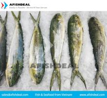 MAHI MAHI - CORYPHAENA HIPPURUS SEAFOOD - PORTION - FILLET - WGG - STEAK - WHOLE FISH FROZEN