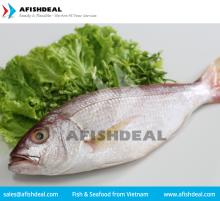 CRIMSON SNAPPER - FROZEN FISH SEAFOOD - FILLET - PORTION - CUT
