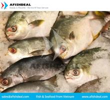 BLACK POMFRET - SILVER POMFRET- FROZEN FISH SEAFOOD