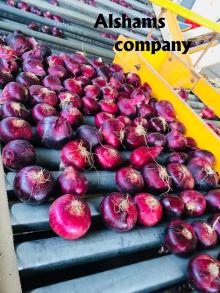 fresh red onions with high quality