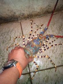 Lobster