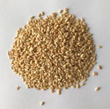 Roasted hulled white sesame seeds