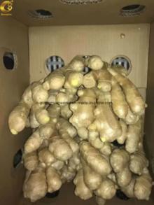 Manufacture high grade  fresh   Ginger 