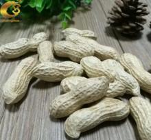 Original Quality Raw Peanut in Shell From China