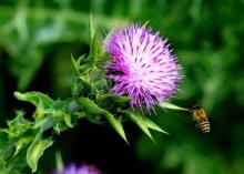 Beneficial milk thistle plant extract with silymarin