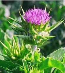 Finesky milk thistle extract  powder   dietary   supplement 