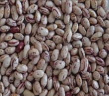 LIGHT  SPECKLED   KIDNEY   BEAN S  OVAL  SHAPE