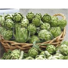 Quality artichoke P.E with cynarin