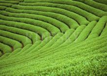 Antioxidant green tea extract powder