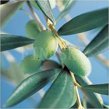 Pure olive leaf extract with hydroxytyrosol oleuropein