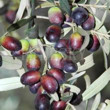 Olive leaf extract for hydroxytyrosol and heart health