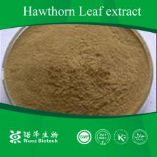  Chinese   Hawthorn  Leaf Extract